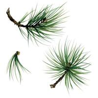 Fir pine tree spruce conifer branch with needles, cone. Hand drawn watercolor botanical illustration. Single object isolated white background. Design wedding, love cards, florist shop, bouquet. vector