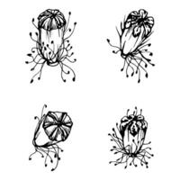 conjunto de elementos con mano dibujado peonía amapola semilla vainas, brotes aislado en blanco antecedentes. botánico gráfico ilustración. diseño invitaciones, boda, amor saludo tarjetas, papel impresión textil vector