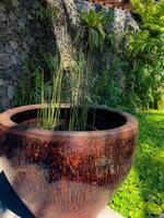 Plants in a Big Colorful Flower Pot photo