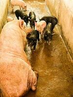 Dark and Light Color Pigs photo