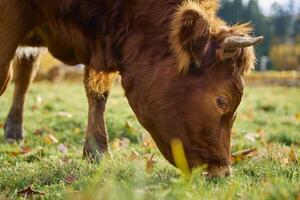 marrón vaca pasto en campo con verde césped foto