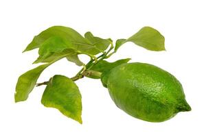 Lime on a branch with leaves isolated on a white background. photo