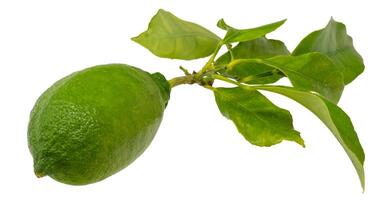 Lime on a branch with leaves isolated on a white background. photo