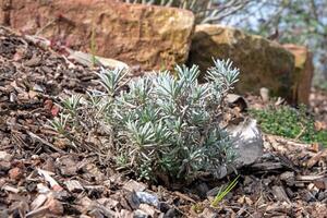 A close up shot of a rosemary plant growing on the ground photo