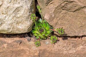 Detail shot of houseleek plants in a rock garden photo