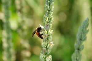 blanco justicia betonico flores en manojo floreciente y abeja atrapando en flor. otro nombre es blanco camarón planta, de ardilla cola, nicoteba betónica. foto