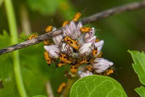 Large Milkweed Bug, Oncopeltus fasciatus photo
