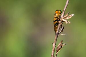 Robber flies perch on twigs, with a blurry background photo