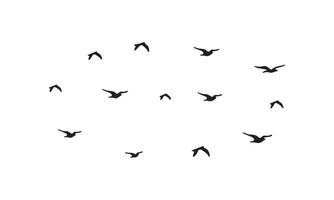 Flying Birds Design vector