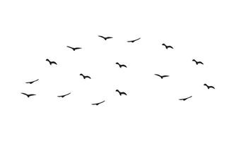 Flying Birds Design. vector