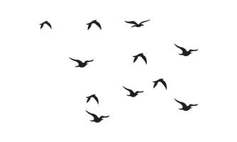 Flying Birds Design. vector