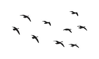 volador aves diseño. vector