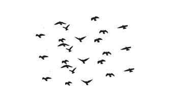 Flying Birds Design. vector