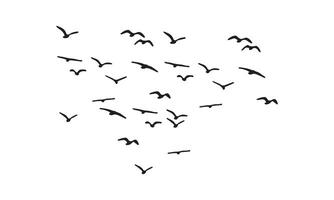 Flying Birds Design. vector