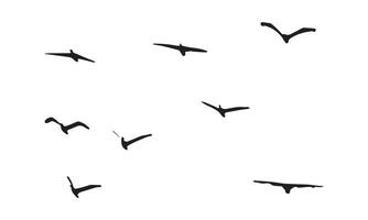 Flying Birds Design. vector