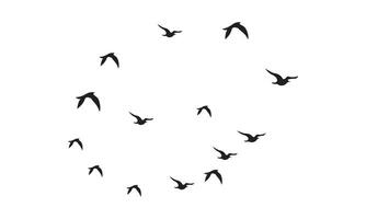 Flying Birds Design. vector
