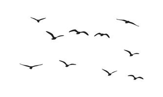 Flying Birds Design vector