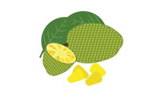 Jackfruit Illustration Design. vector