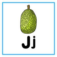 jack fruit alphabet j illustration vector