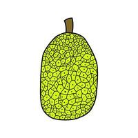 flat jackfruit illustration vector