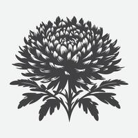 Print Captivating Silhouette of Aster Flowers, Nature's Elegant Shadows vector