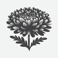 Print Captivating Silhouette of Aster Flowers, Nature's Elegant Shadows vector