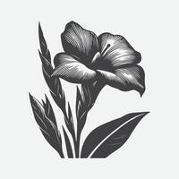 Print Zenithal Majesty, The Enigmatic Silhouette of Canna Flower vector