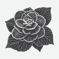 Elegant Begonia Flower Silhouette, A Captivating Display of Nature's Grace vector