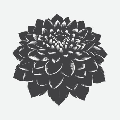 Majestic Dahlia Flower Silhouette, Capturing Nature's Elegance in Every Detail