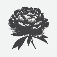 Captivating Elegance, Peony Flower Silhouette Art vector