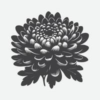 Elegant Chrysanthemum Flower Silhouette, A Timeless Floral Art vector