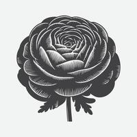 Print Elegant Ranunculus Flower Silhouette, A Stunning Botanical Art Piece vector