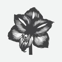 Print Stunning Silhouettes, The Elegance of Amaryllis Flower in Art and Design vector
