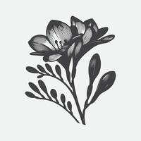 Captivating Freesia Flower Silhouette, A Delicate Dance of Shadows vector