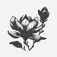 Exquisite Magnolia Flower Silhouette, A Timeless Elegance in Nature's Art vector