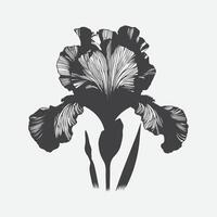 Enchanting Iris Flower Silhouette, A Timeless Symbol of Elegance and Beauty vector