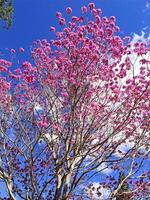 A beautiful tree full of pink flowers under the blue sky. photo