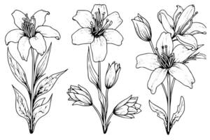 Saffron or crocus hand drawn ink sketch. Illustration in engraving vintage style. vector