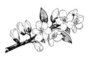 Sakura branch hand drawn ink sketch. Engraved style illustration. vector