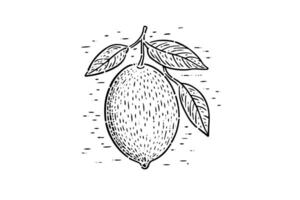 Vintage Citrus Sketch Hand-Drawn Illustration of Lemon and Lime. vector