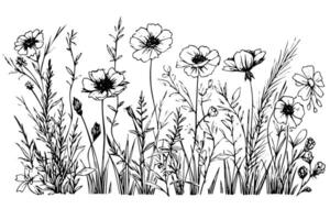 Hand drawn ink sketch of meadow wild flower landscape. Engraved style illustration. vector