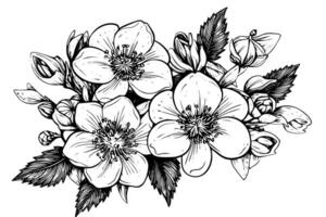 Vintage Winter Floral Hand-Drawn Hellebore Botanical Christmas Illustration. vector