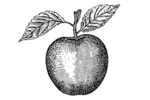 Apple drawing ink sketch. Engraved style retro illustration. vector