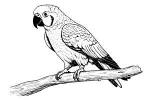 Parrot sitting on a branch hand drawn ink sketch. Engraved style illustration. vector