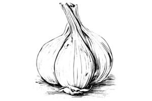 Vintage Hand-Drawn Garlic Sketch Illustration of Cloves and Bulb, with Pepper, Rosemary, and Parsley Accents. vector