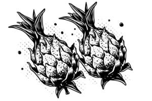 Pitaya or dragon fruit hand drawn ink sketch. Engraving vintage style illustration. vector