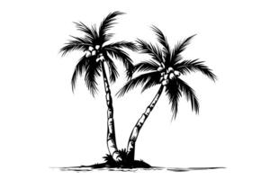 Palm tree with coconut hand drawn sketch. Ink silhouette illustration. vector