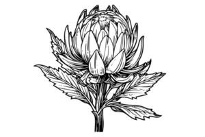 Elegant protea flower hand drawn ink sketch. Engraving style illustration. vector