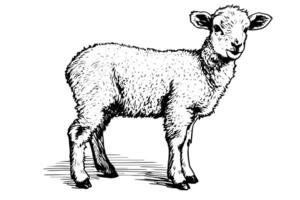 Cute sheep hand drawn ink sketch. Engraved style illustration. vector