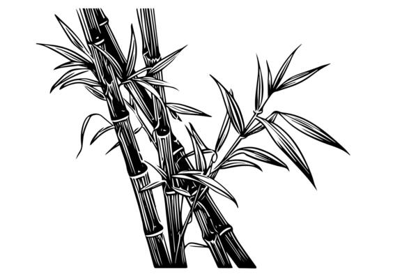Hand drawn ink sketch of bamboo leaves and branches.